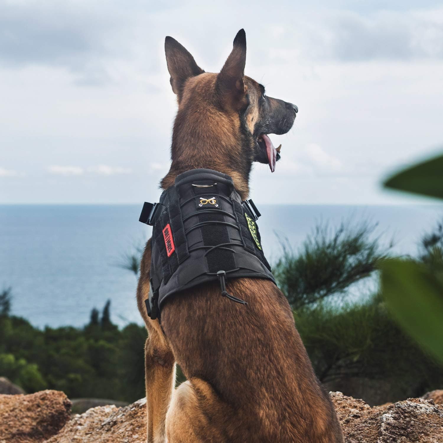 OneTigris Tactical Dog Harness