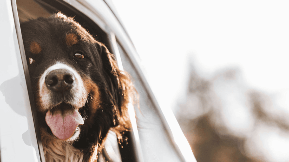 Dog looks out of a van window