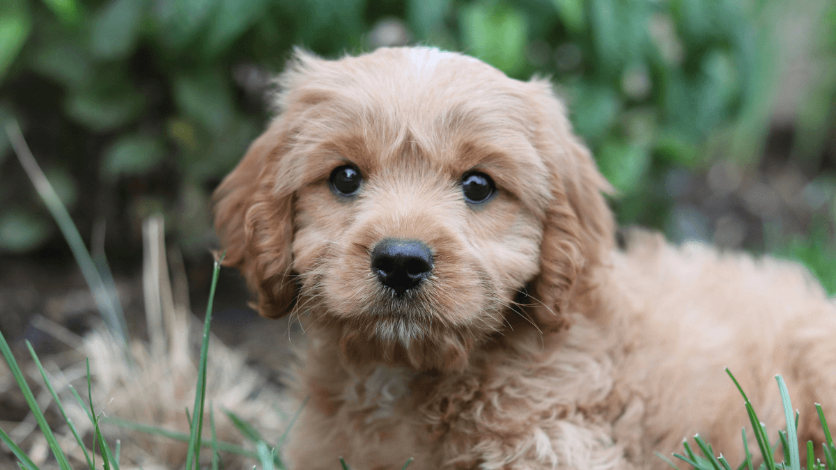 Hiking with a Puppy: How to Safely Build Up Their Adventurous Spirit