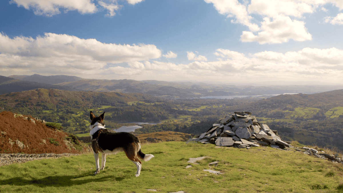 Dog looks out over the majestic Peak District mid hike