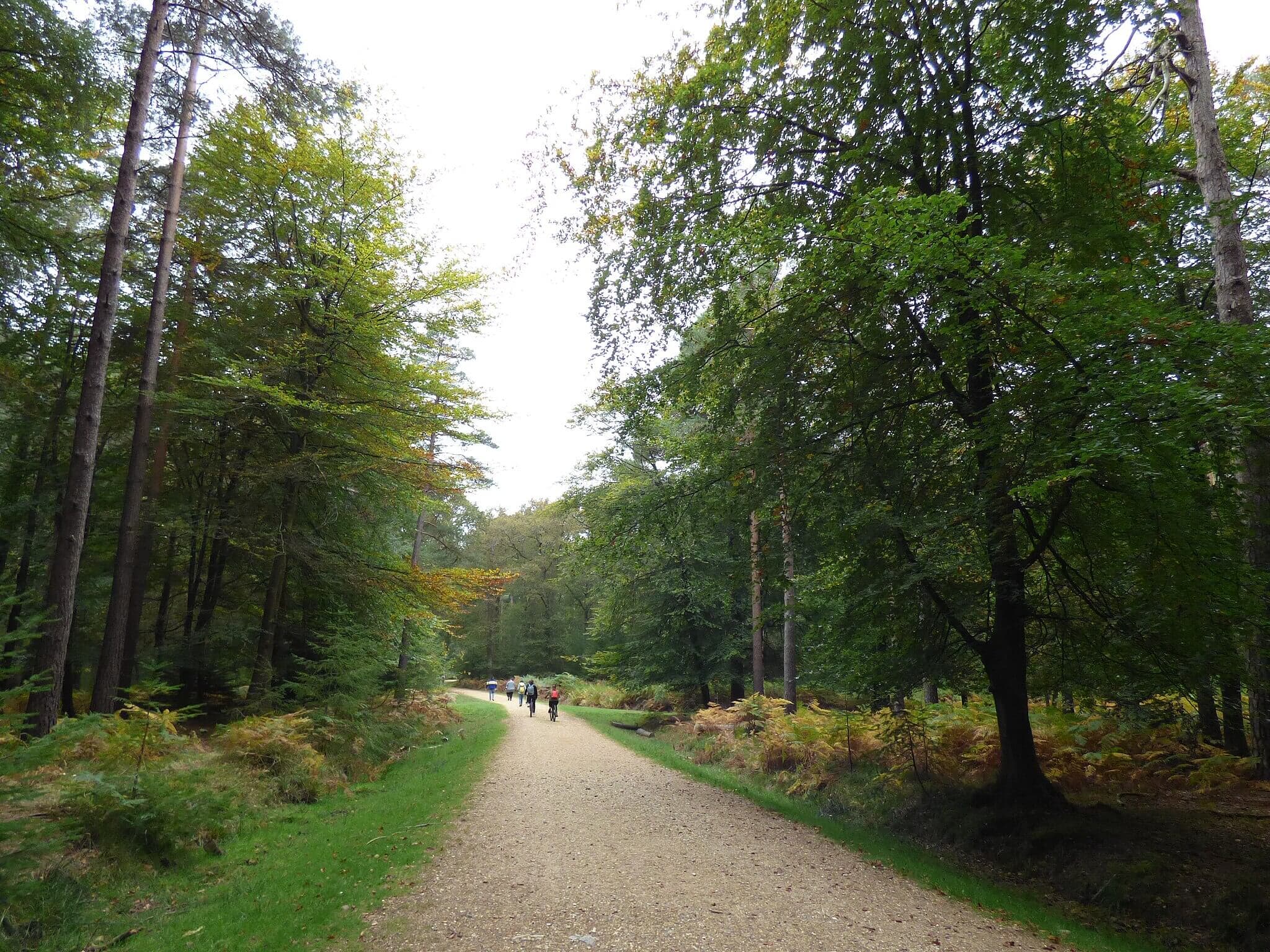 Bolderwood Deer Sanctuary Trail