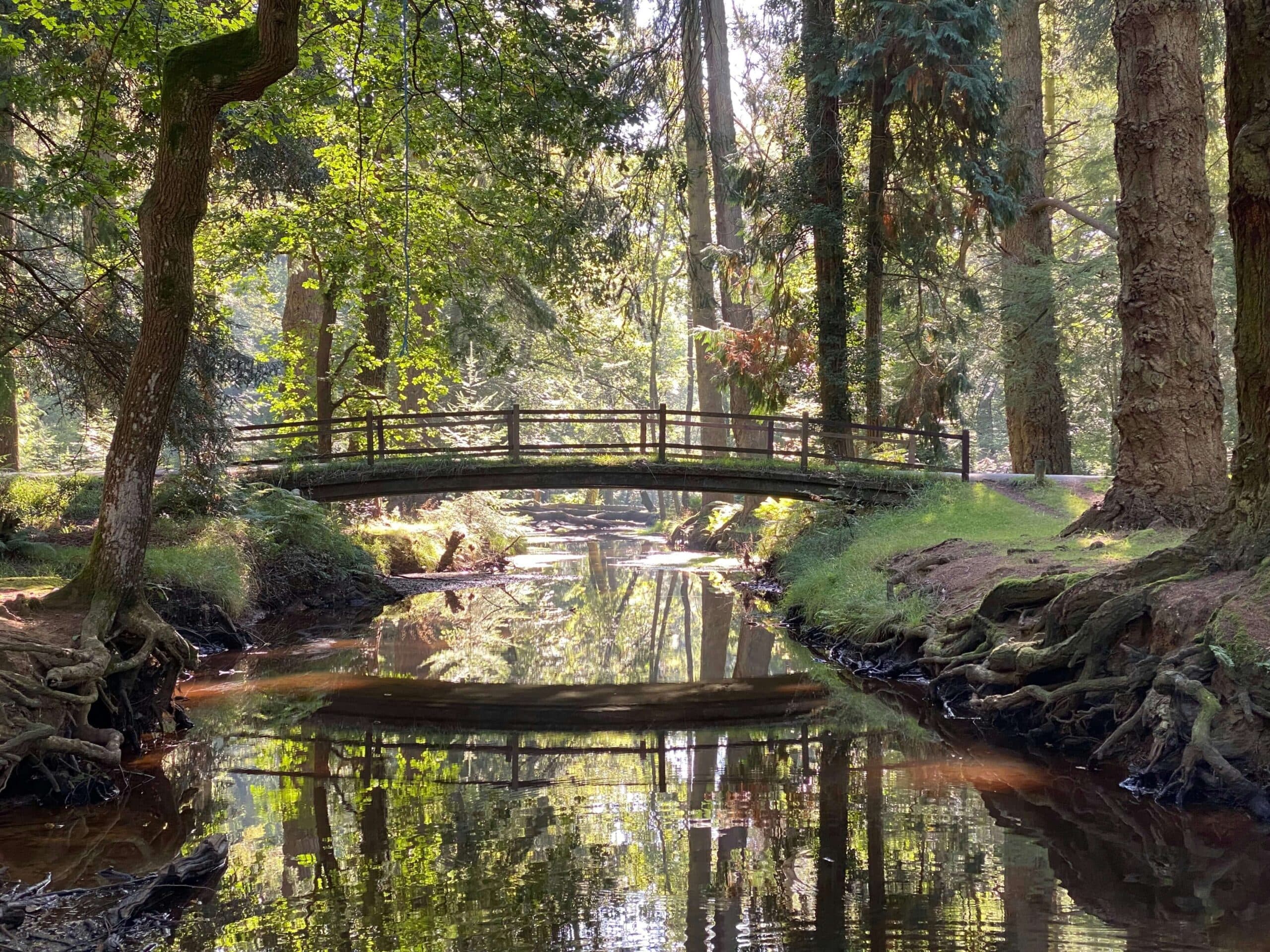 Balmer Lawn &amp; Brockenhurst Loop