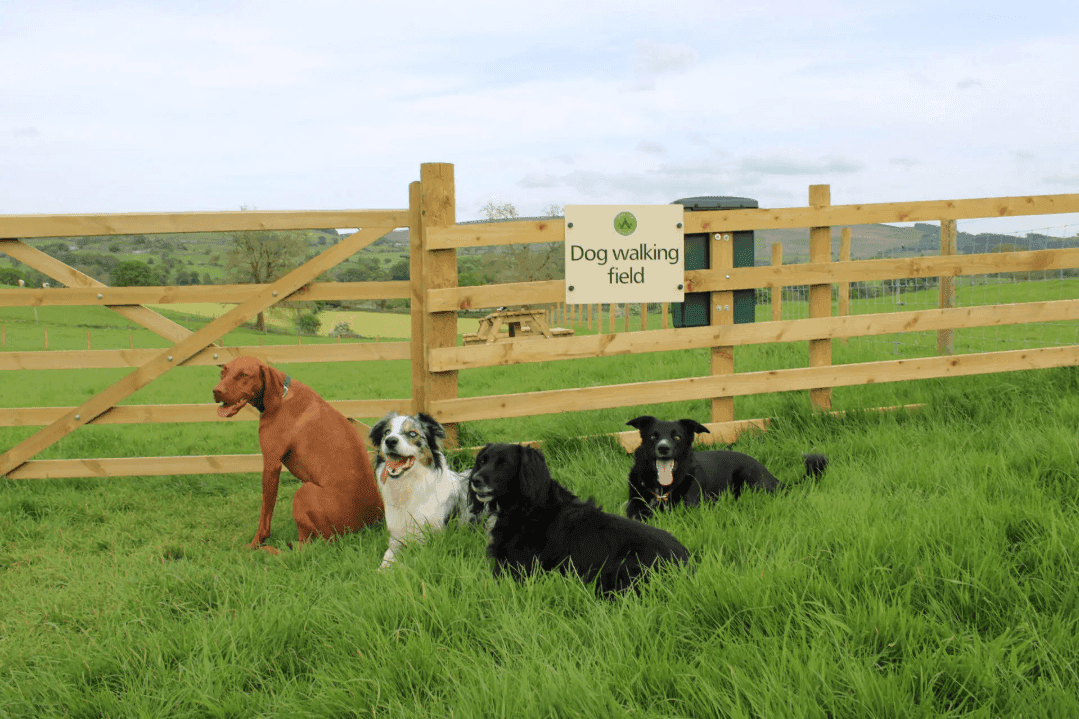 Catgill Farm Camping & Glamping