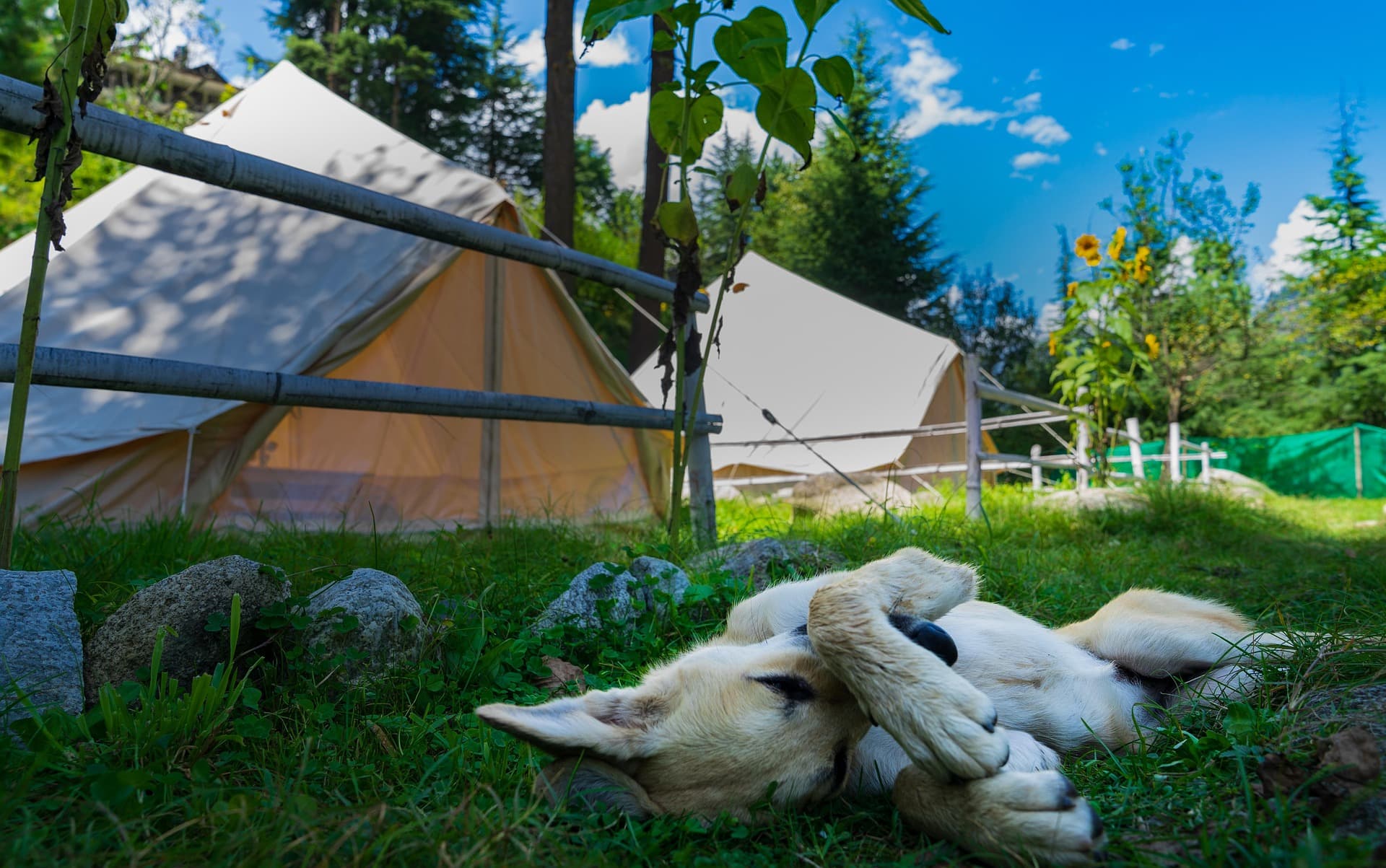 Explore the most  Dog-Friendly Campsites in the Lake District