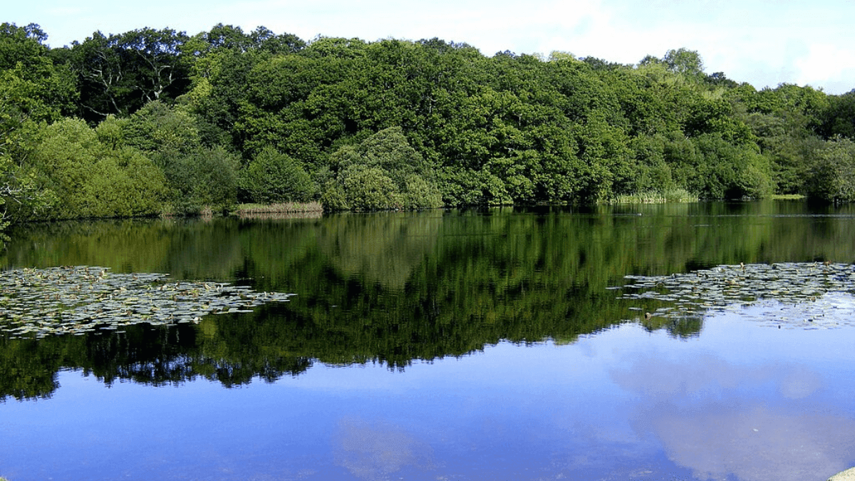 Fritham &amp; Eyeworth Pond