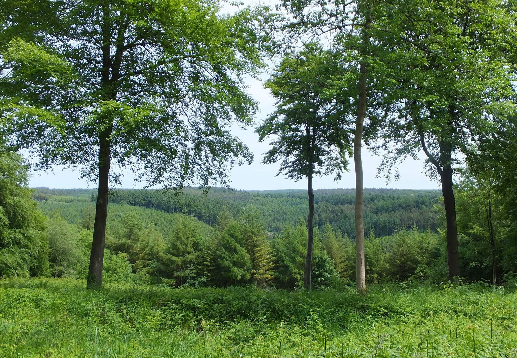Dalby Forest Ellerburn Trail