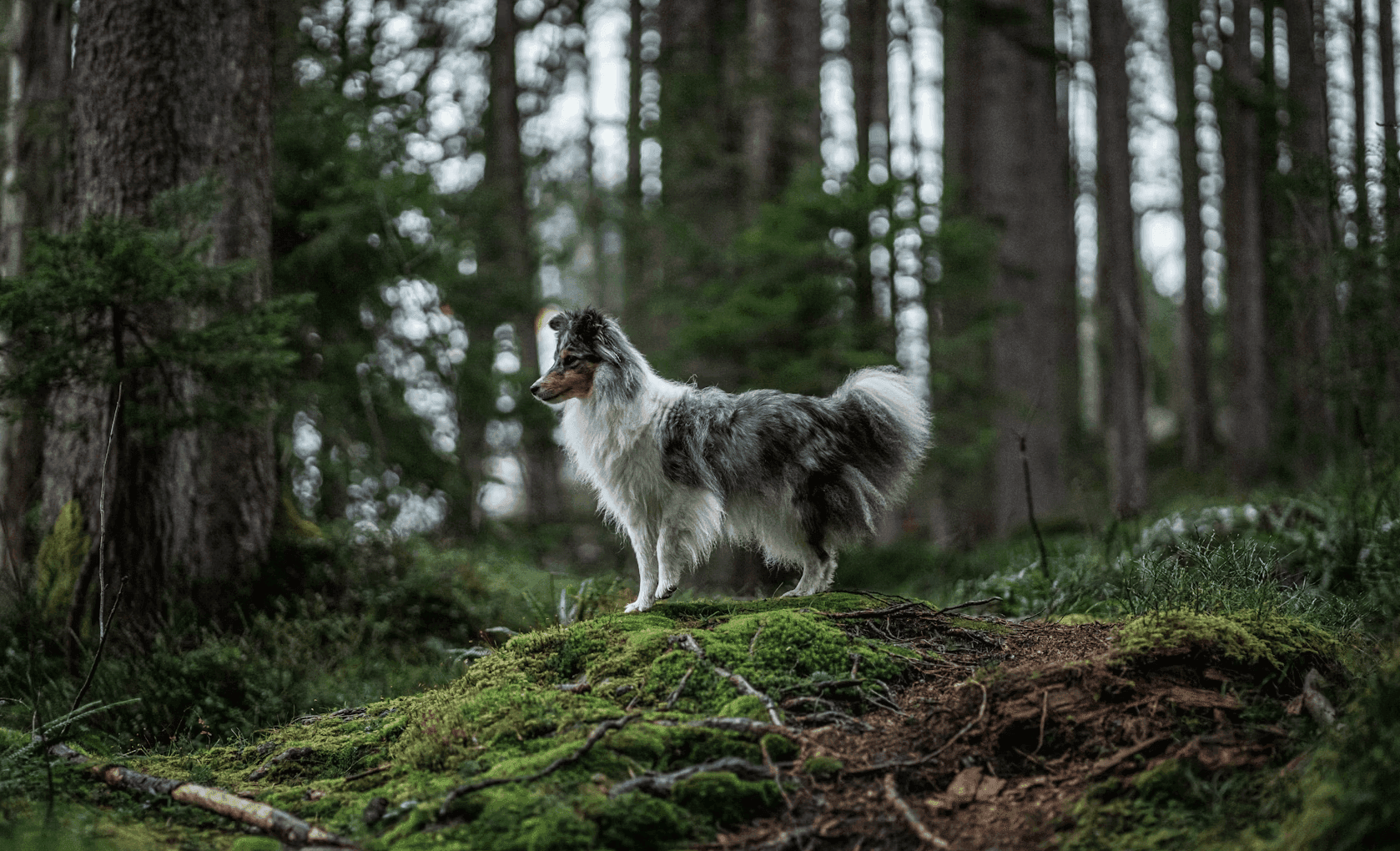A dog walks in the forest in Exmoor National Park