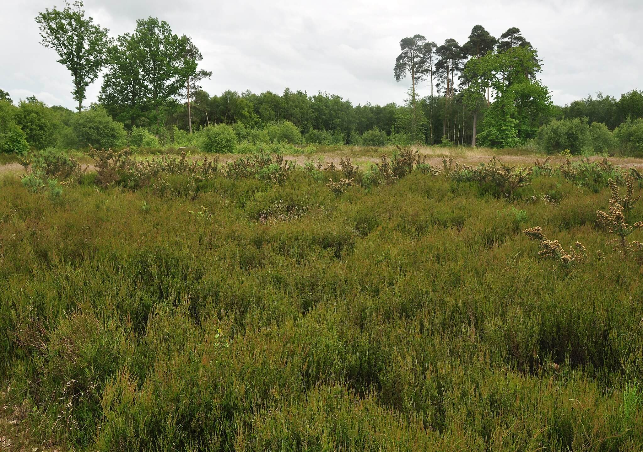 Blean Woods East Circular from Rough Common