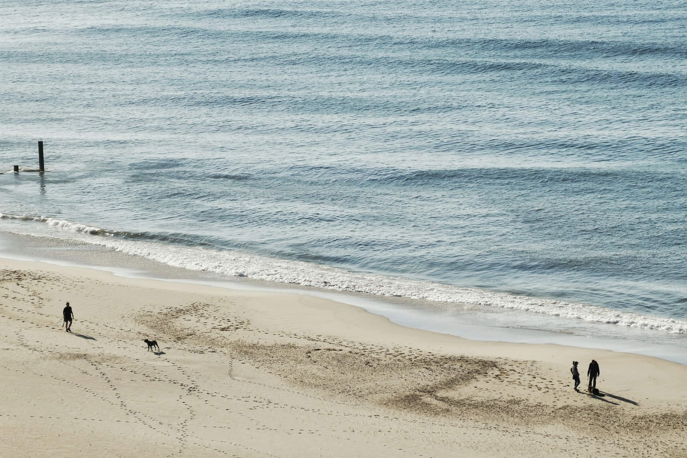 Family friendly dog walks taking place on a Dorset beach