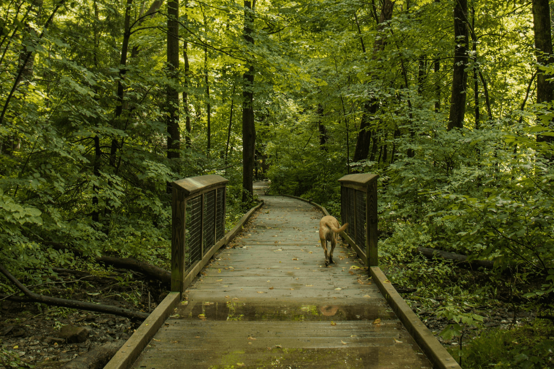 A dog enjoys a woodland walk on a boardwalk in Shropshire
