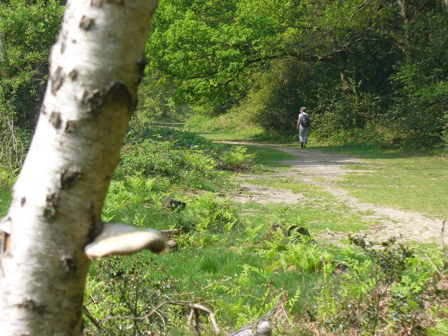 Holmwood Common Circular Walk