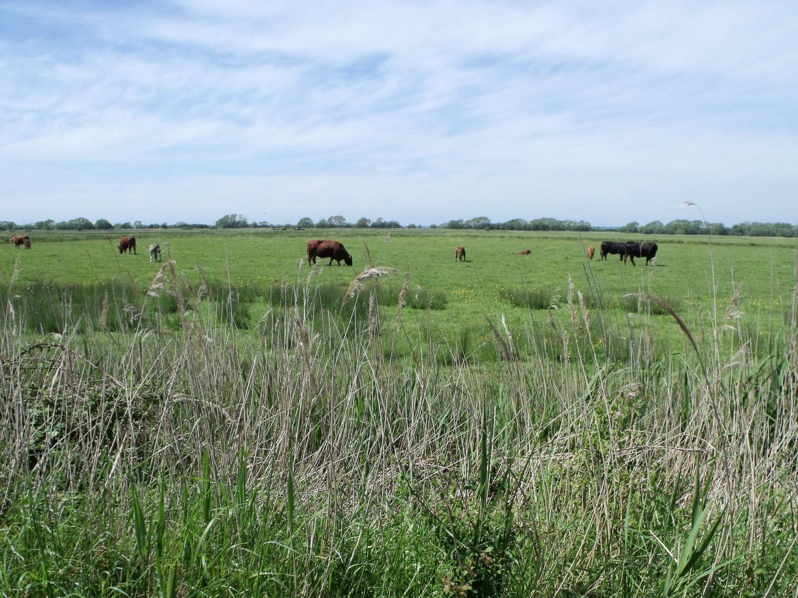 Pevensey Levels Circular Walk