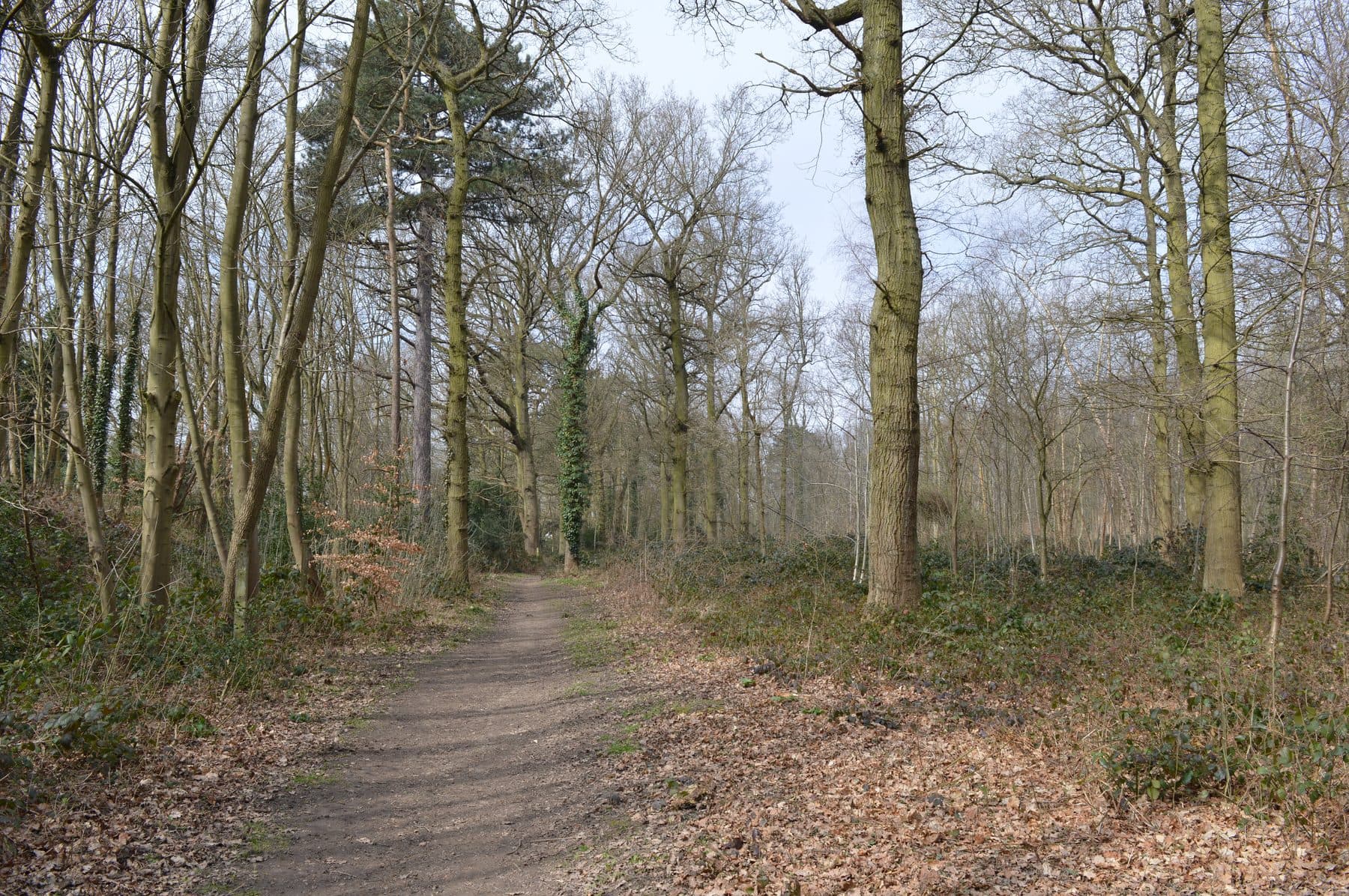 Sherrardspark Wood Circular Walk