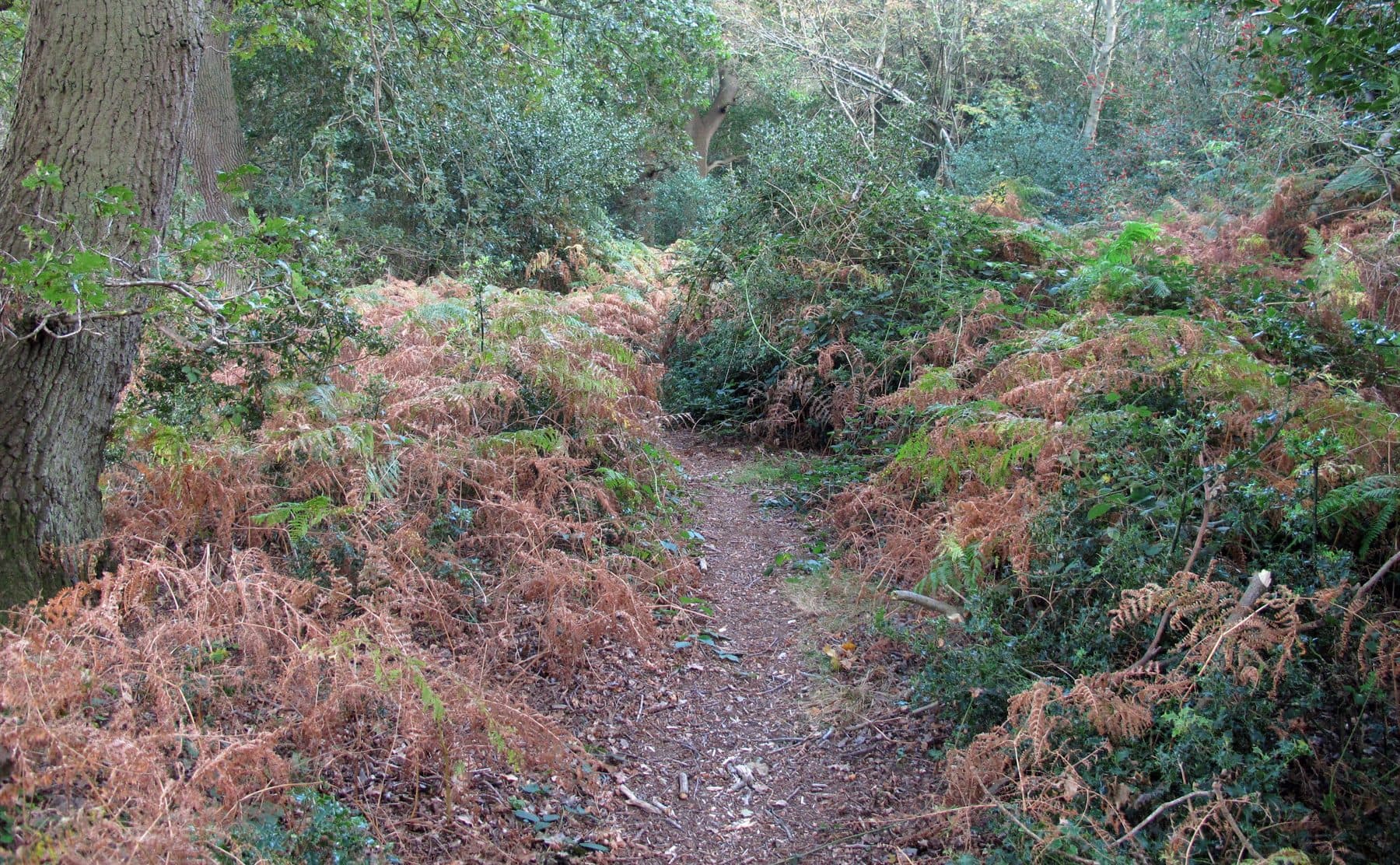 Staverton Thicks Ancient Wood Walk