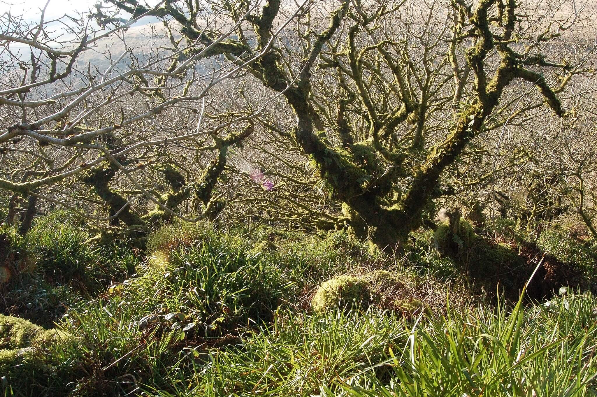 Wistman's Wood and Longaford Tor Circular