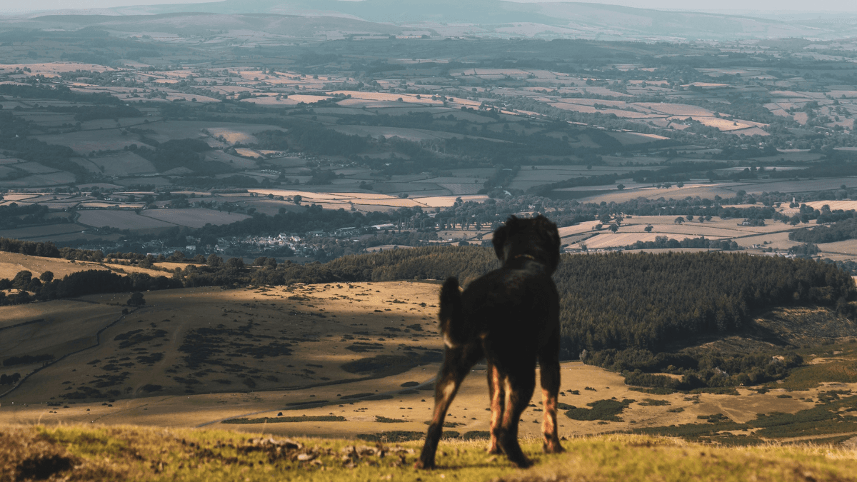 The Snowdonia and Llyn Peninsula Road Trip: Mountains, Coast and Dog-Friendly Adventure