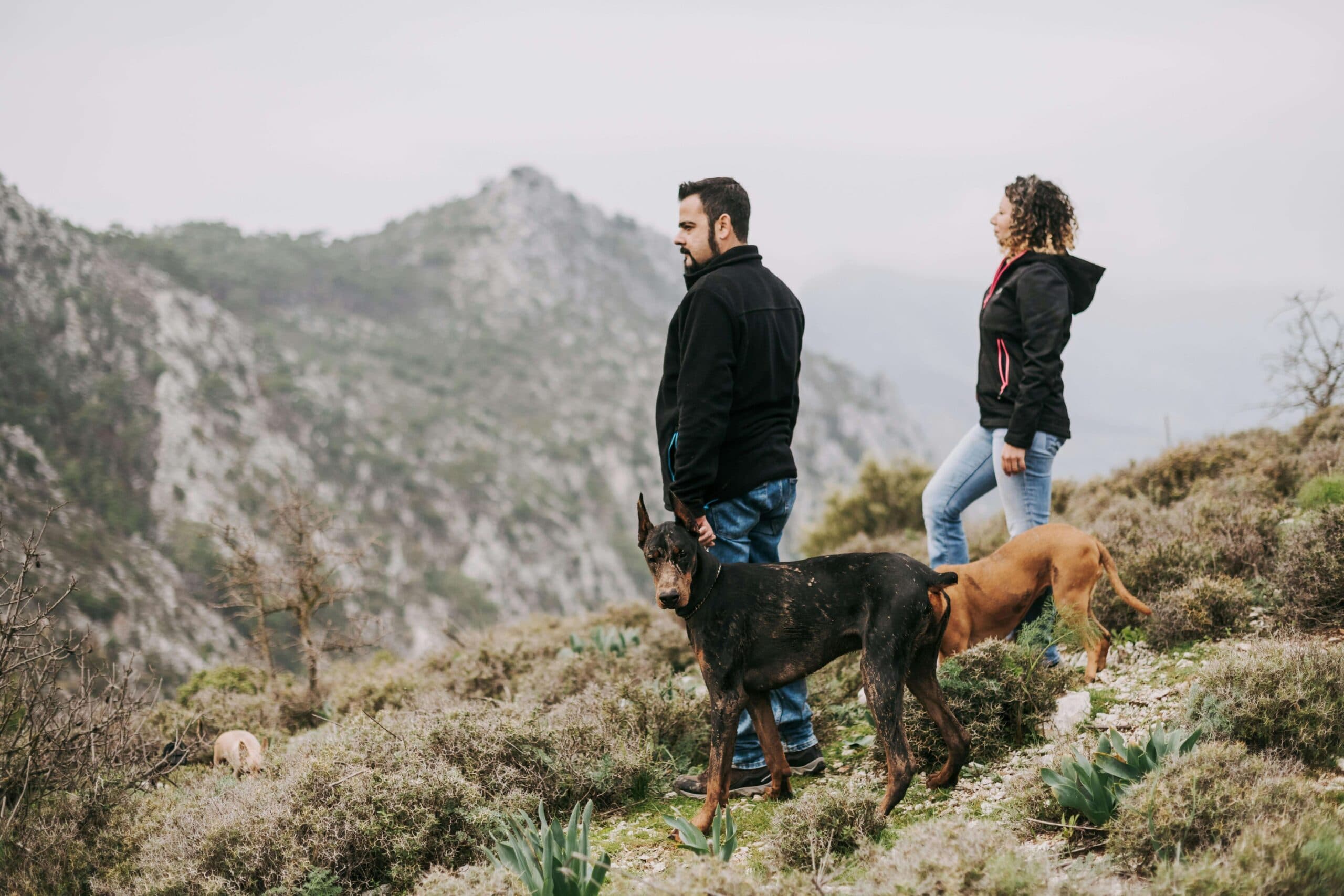 Best Large Sized Dog Breeds for Hiking