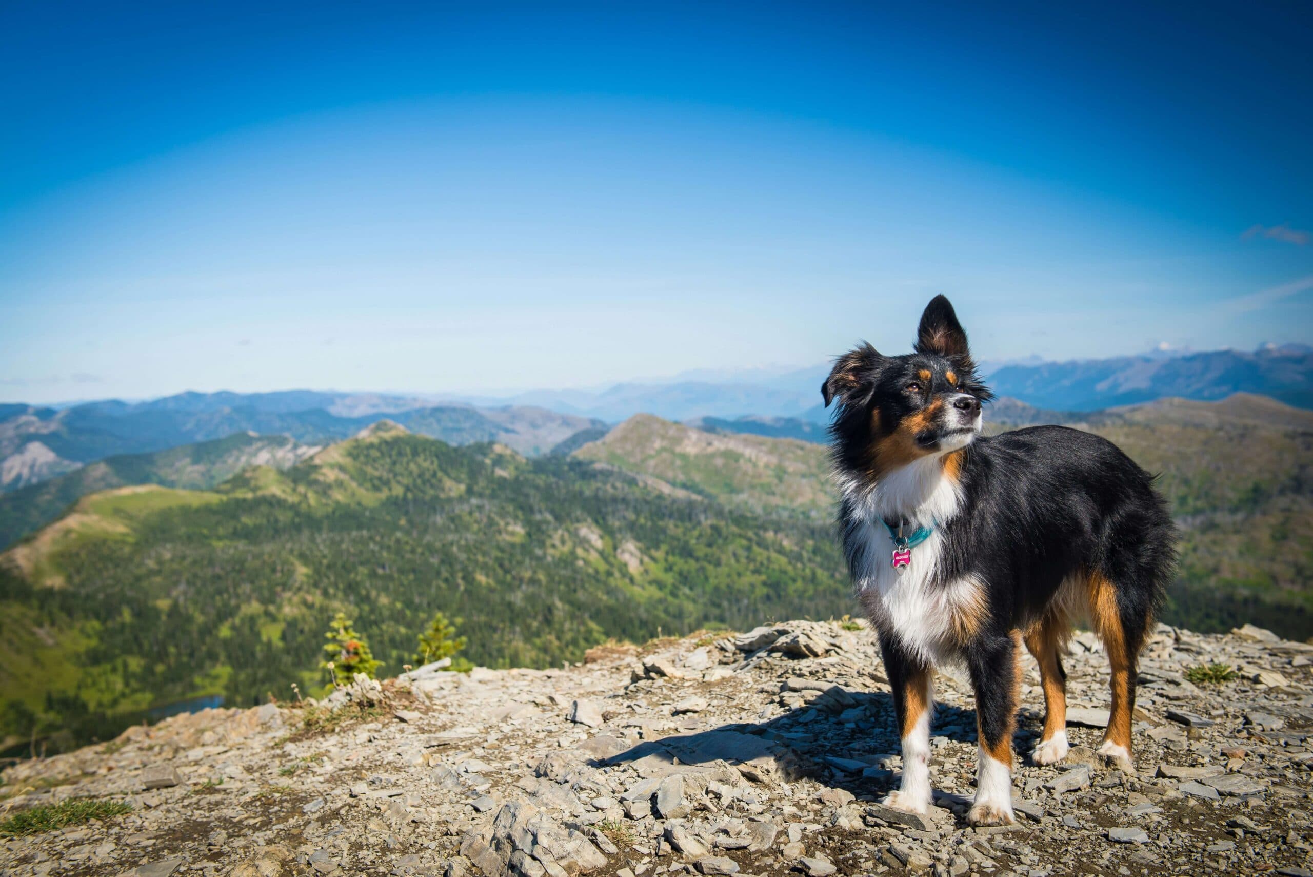 A Dog Owner’s Guide to Preventing and Dealing with Ticks While Hiking or Camping