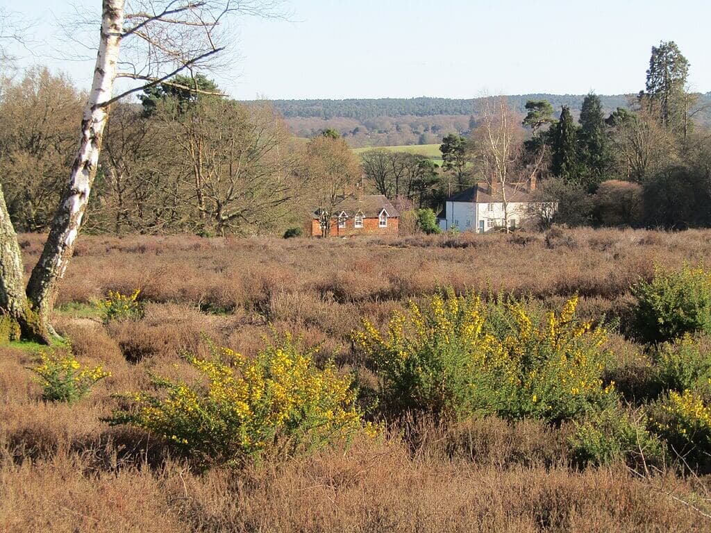 Silent Pool and Albury Heath
