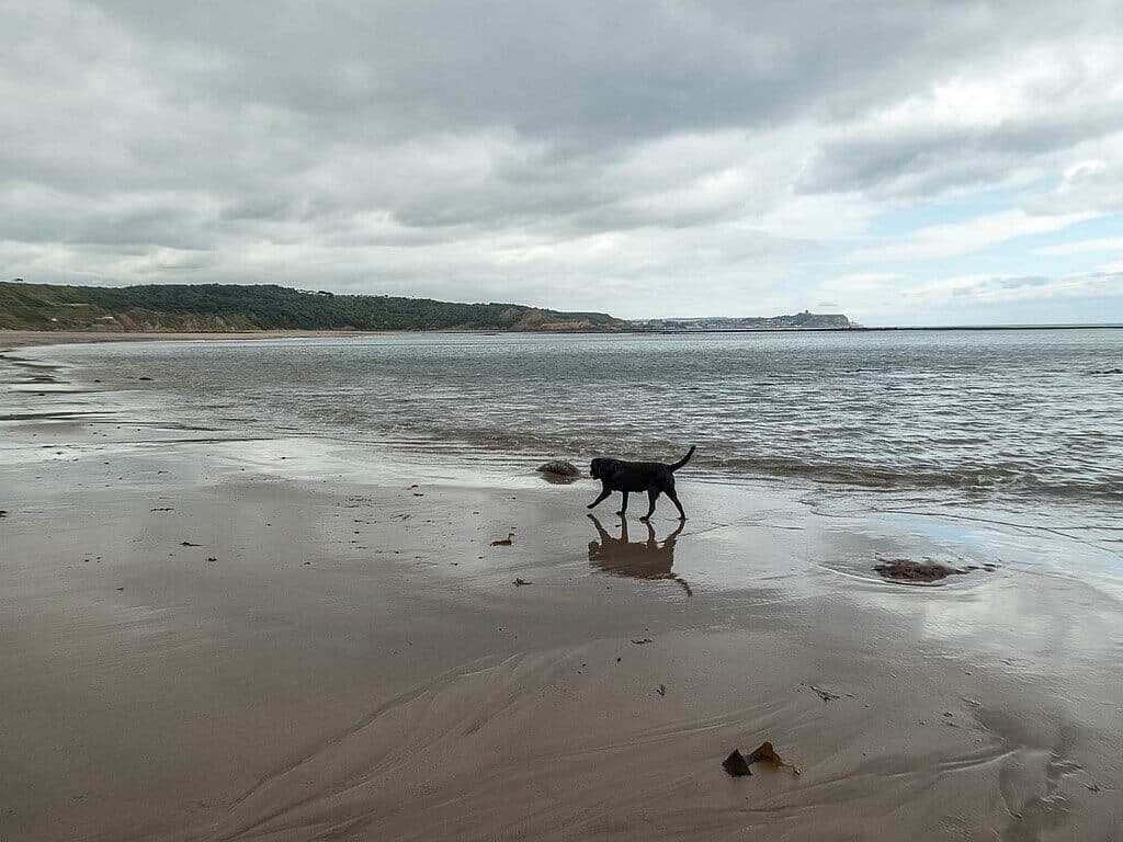 Cayton Bay