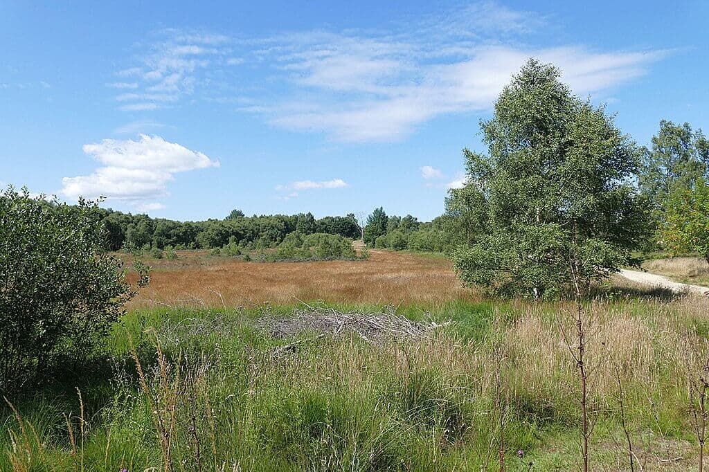Chobham Common Heathland Trail