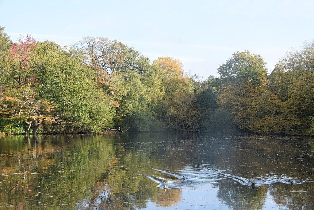 Danbury Country Park Loop