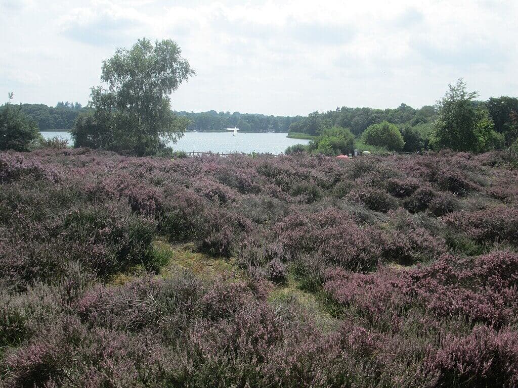 Frensham Ponds and Common