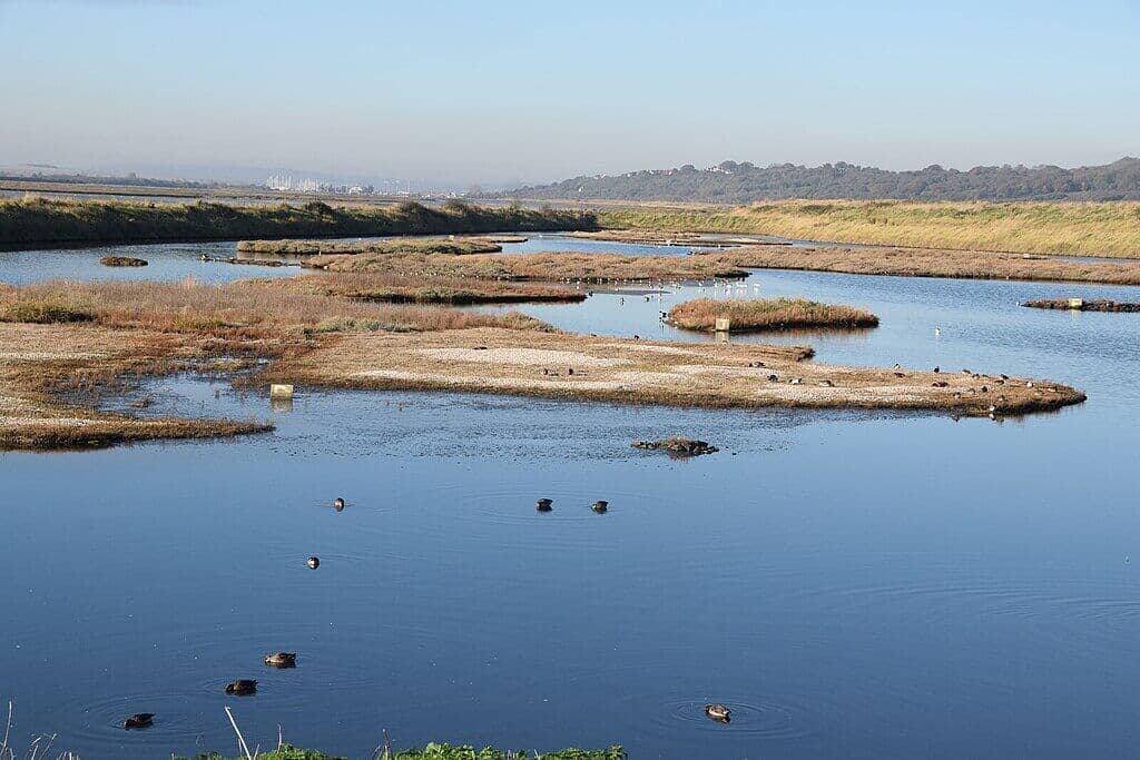 Two Tree Island