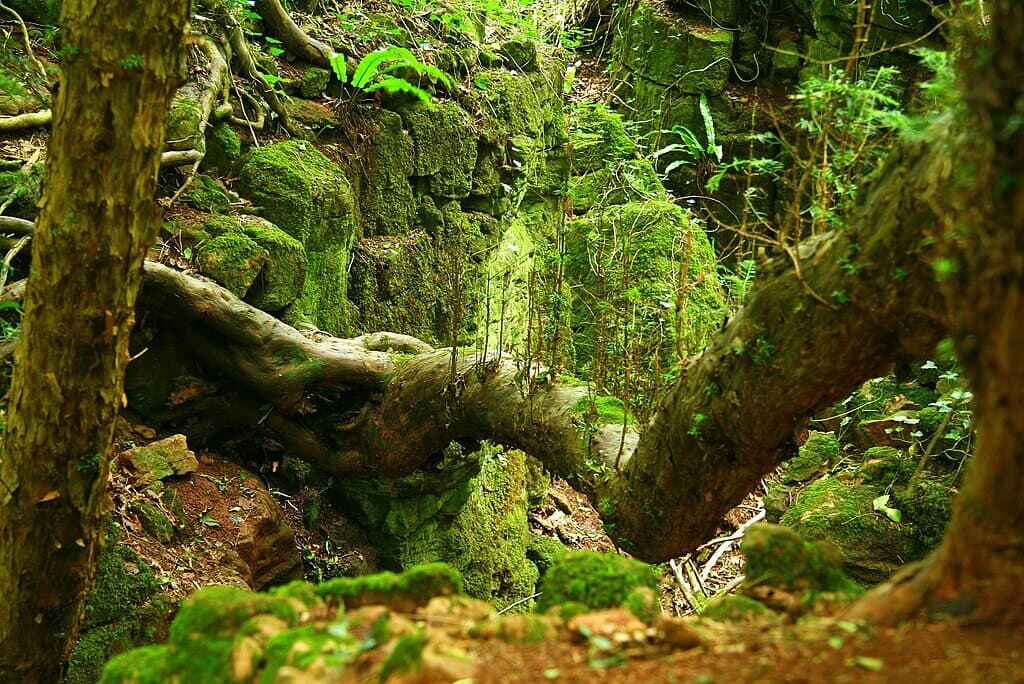 Puzzlewood and Perrygrove Woodland Walk