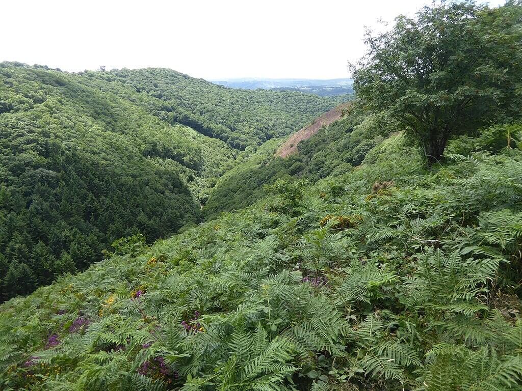 Teign Gorge Circular Walk