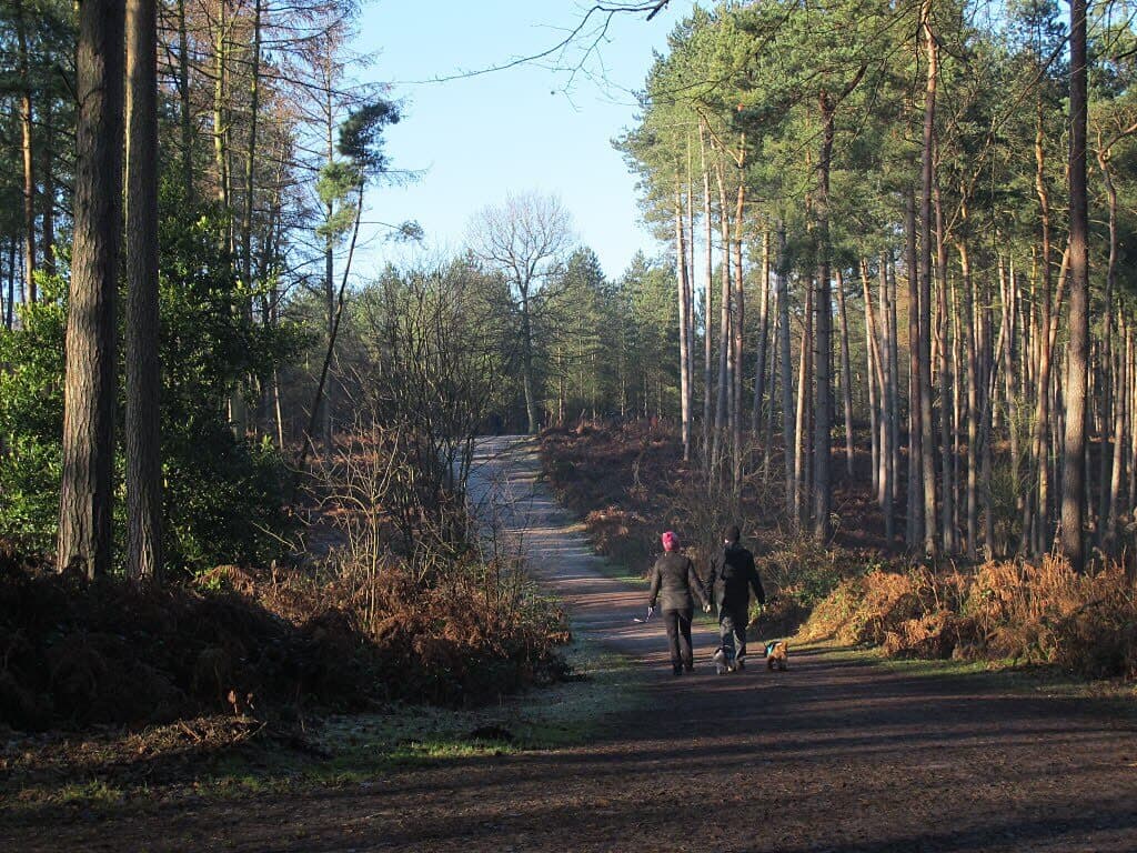 Delamere Forest Circular Walk