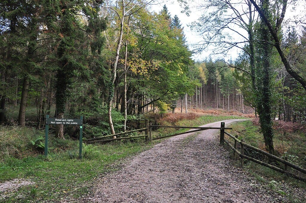 Haldon Forest Discovery Trail
