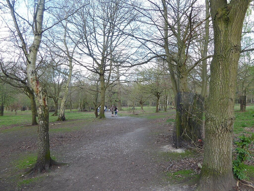 Thorndon Country Park North Loop