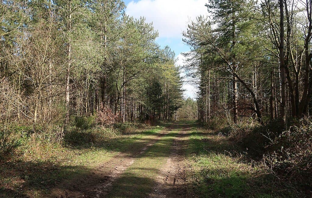 Thetford Forest Pine Trail Loop
