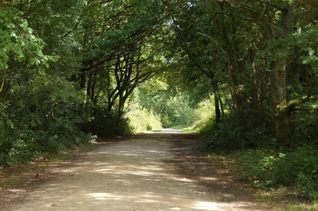 Epsom Common Woodland Loop