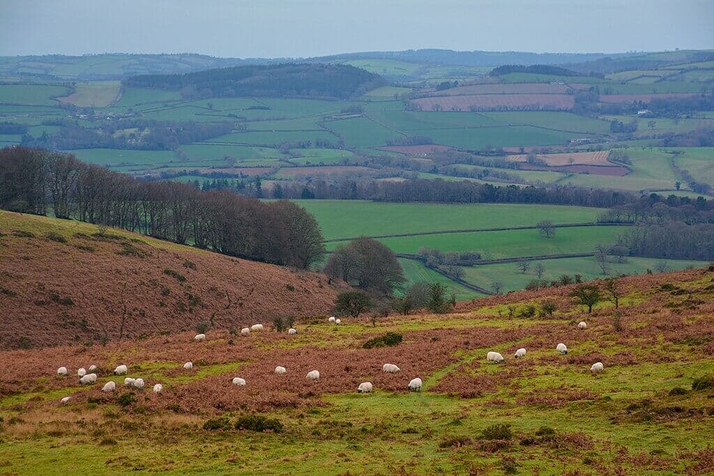 Quantock Hills – Great Wood and Beacon Hill