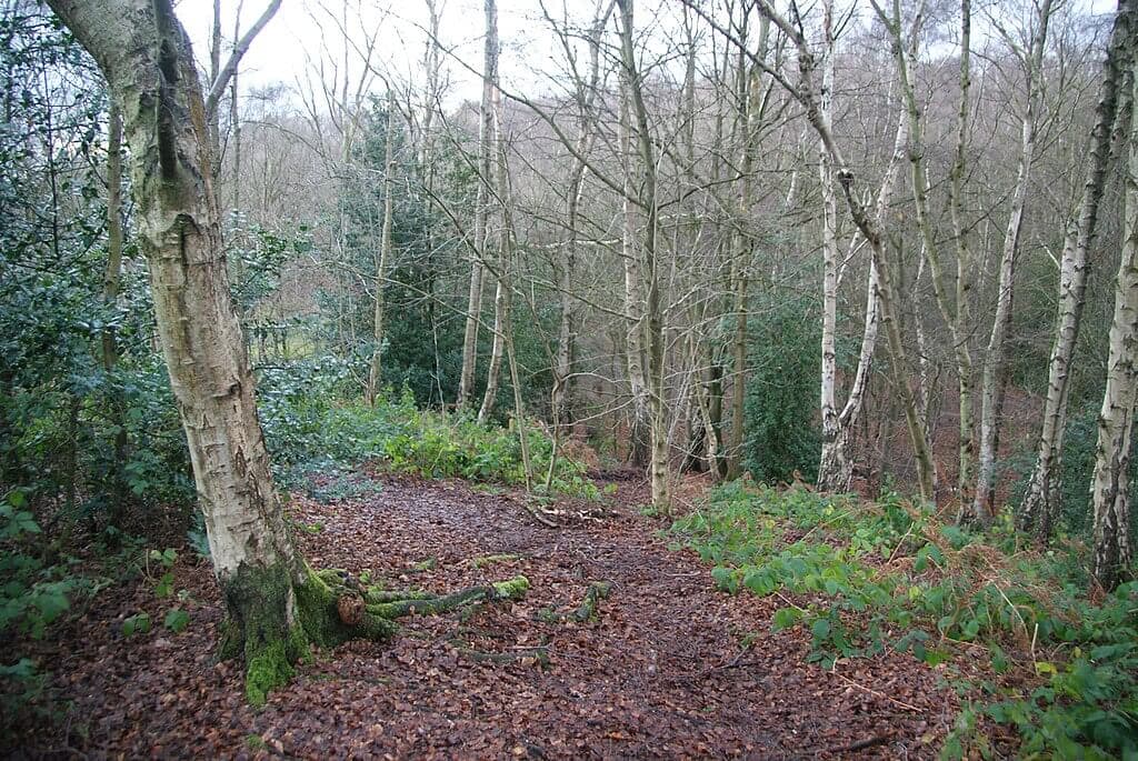 Mousehold Heath Circular Walk
