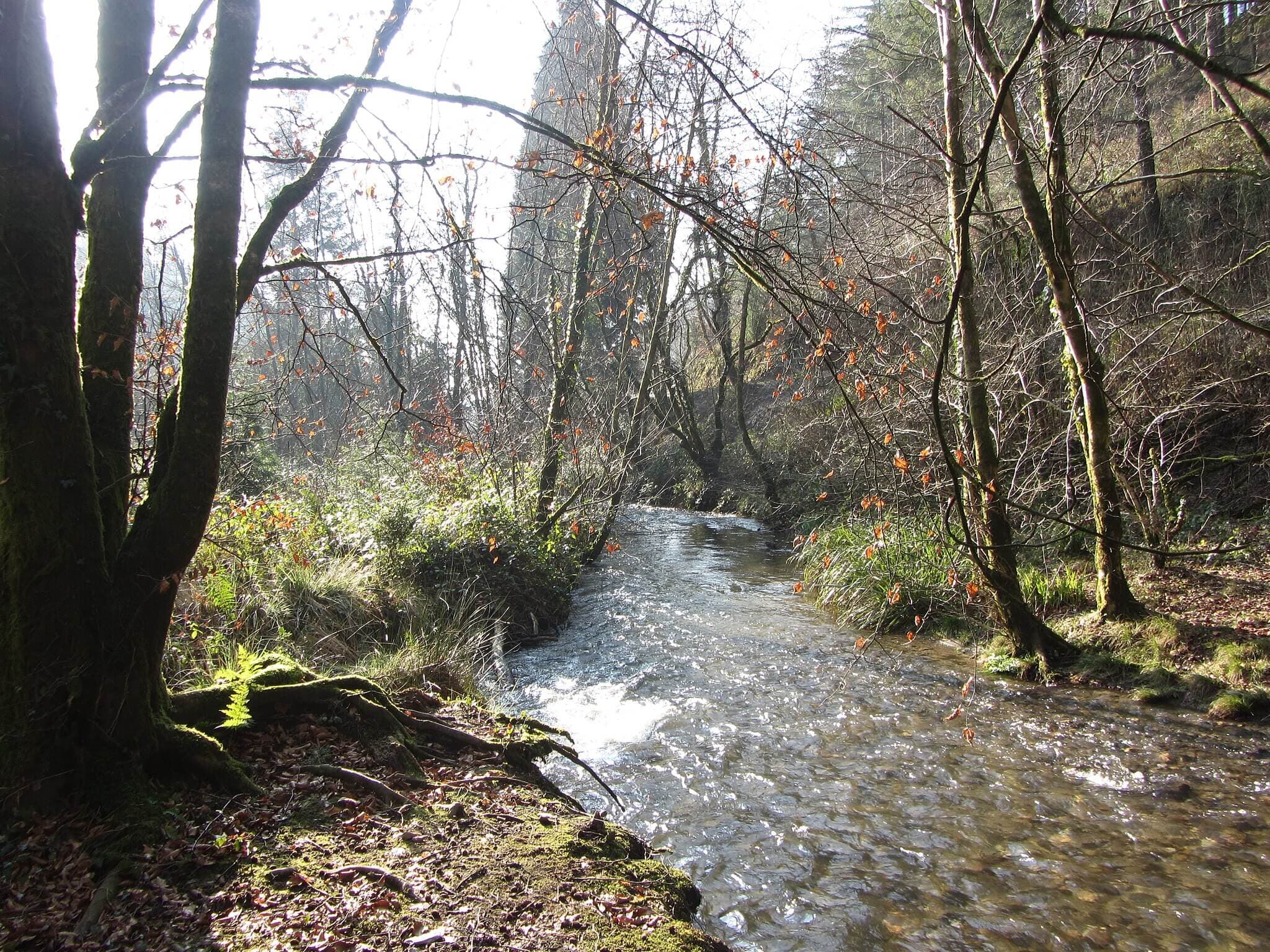 Cardinham Woods