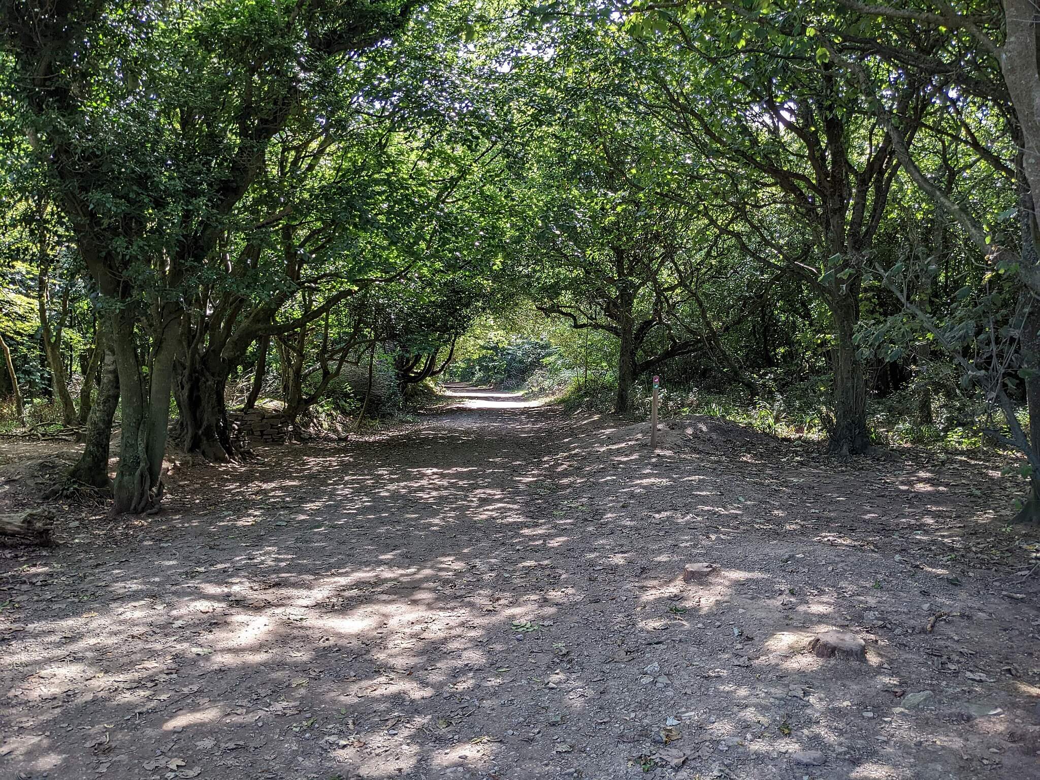 Tehidy Woods