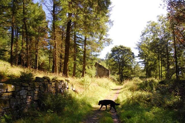 Macclesfield Forest Dog Walk