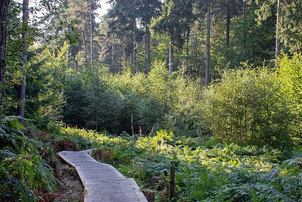 Broxbourne Woods National Nature Reserve