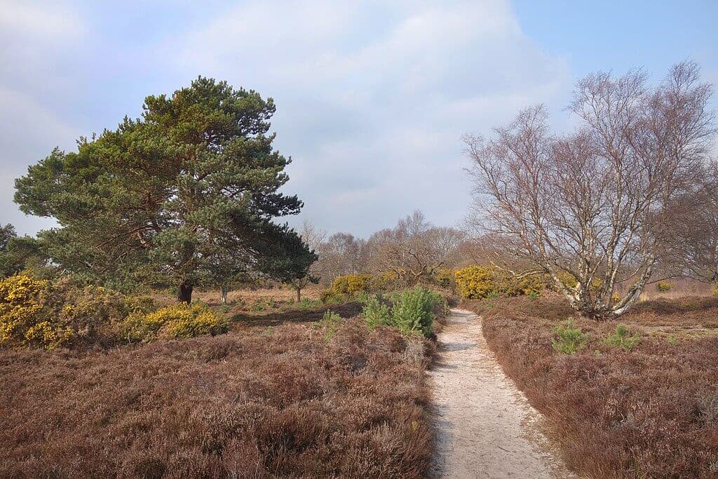 Dunwich Heath and Forest Circuit