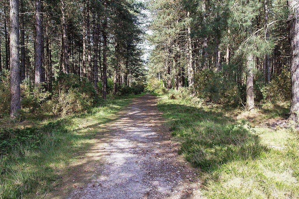 Dunwich Forest and Westleton Heath Loop