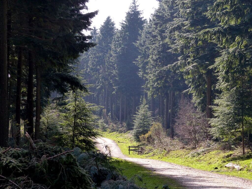 Queen Elizabeth Country Park Woodland Trails
