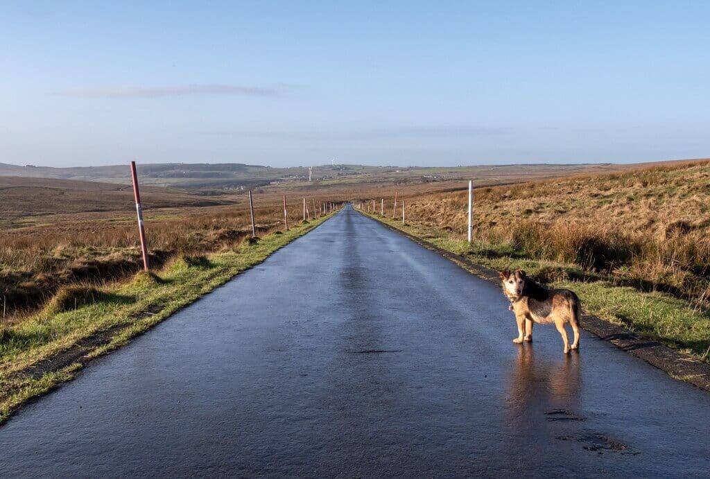 Divis and Black Mountain Ridge Trail