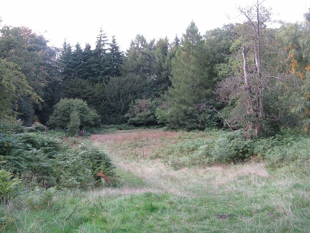 Forest of Dean: Nagshead and Speech House Woods