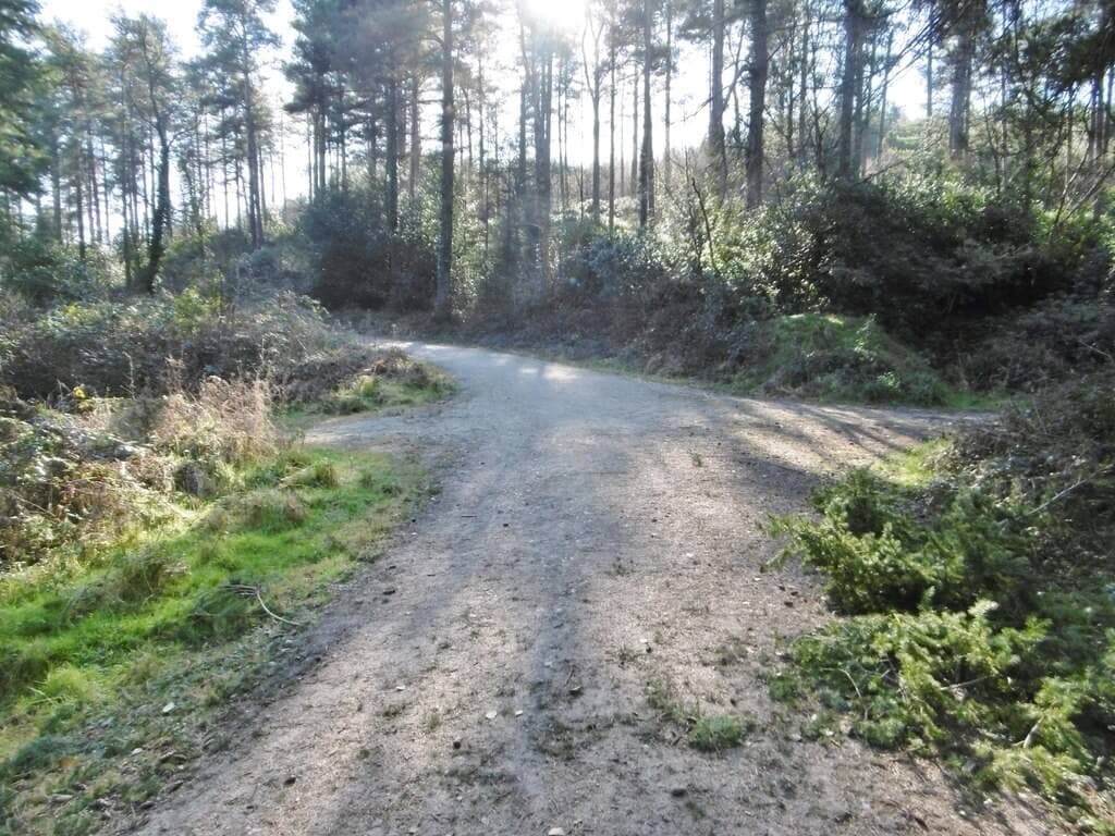 Puddletown Forest and River Piddle Walk