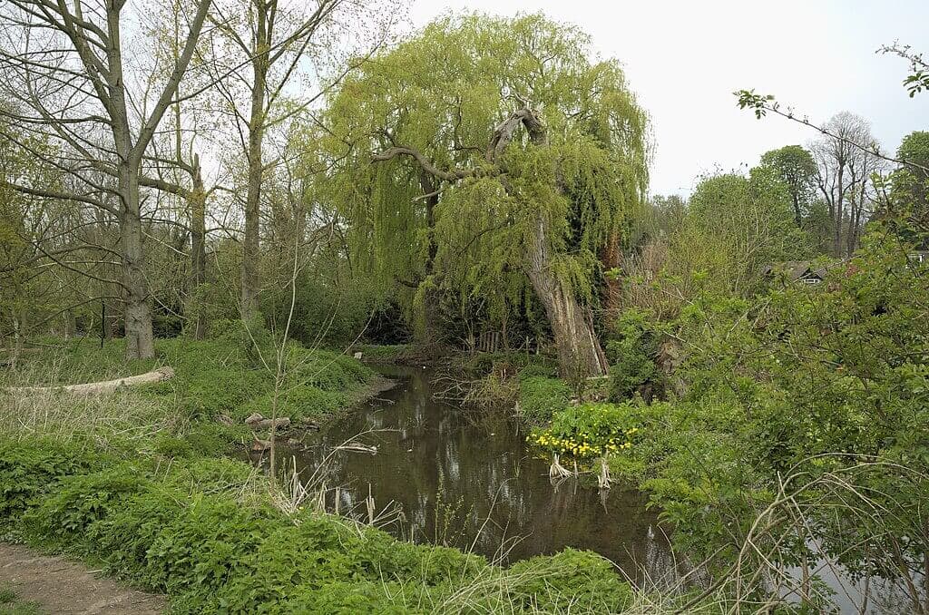 River Ver: St Albans to Redbourn