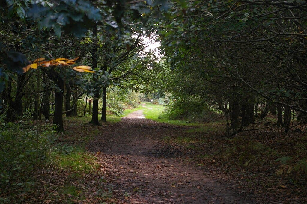Tunstall Forest Circuit