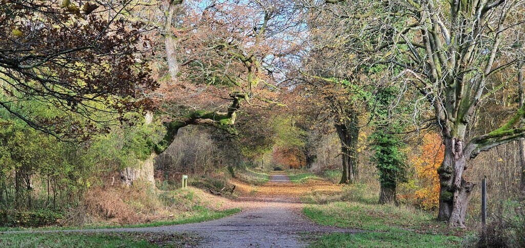 Savernake Forest Circular from Postern Hill
